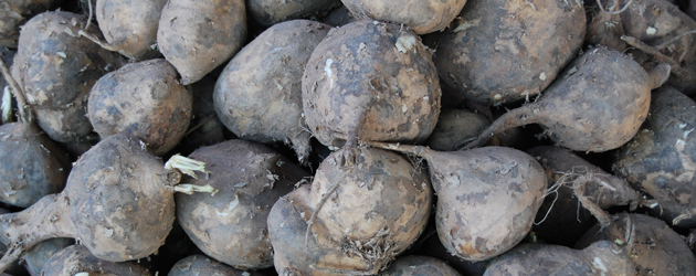 10.Yam Bean