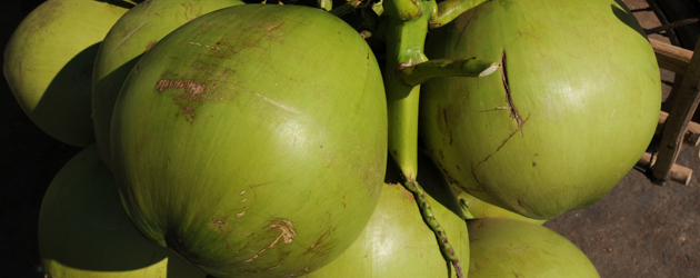 11.Coconut Palm