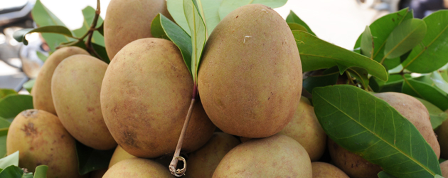 15.Sapodilla
