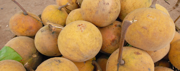 19.Santol