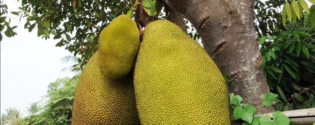 20.Jackfruit