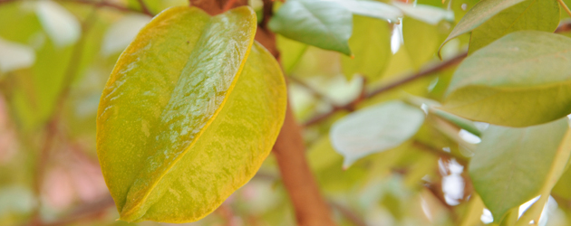 23.Star Fruit