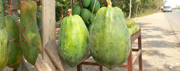 35.Papaya