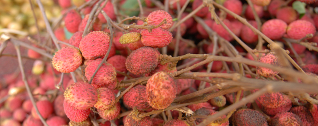 50.Nephelium Lychee
