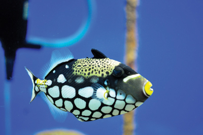 f1-aquarium-2
