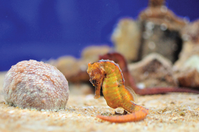 f1-aquarium-3