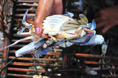 f1-crabmarket-freshcrab