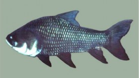 giant-Mekong-Barb