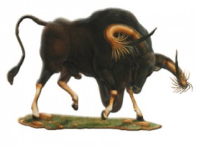 kouprey