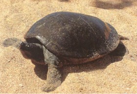 royal-turtle