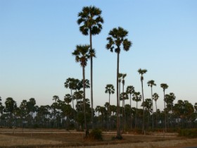 sugar-palm