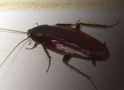 yoshida_42_img